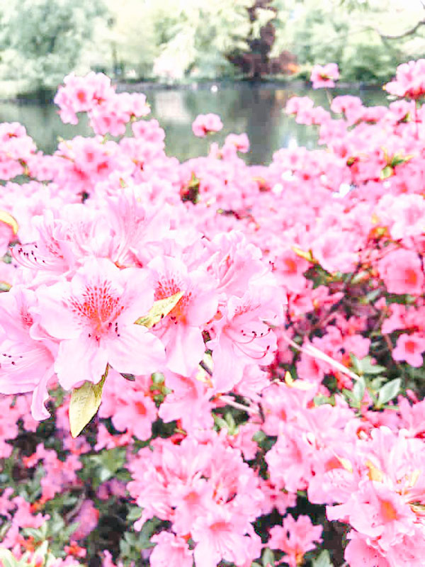 Pink flowers at Halifax Public Gardens