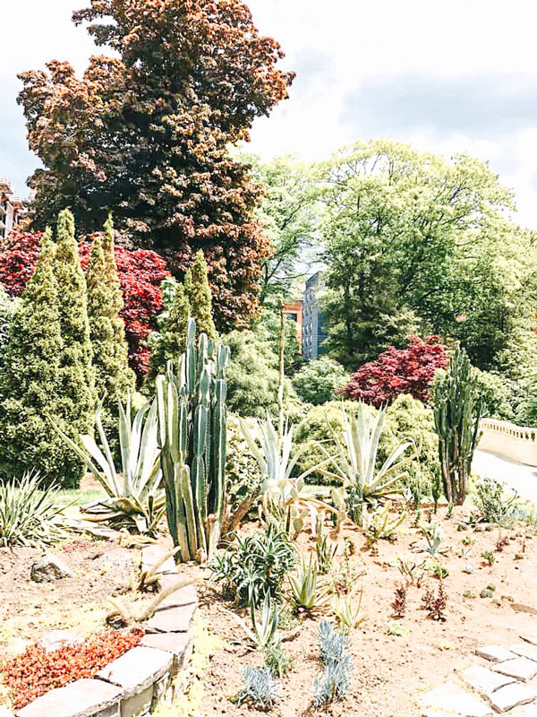Cacti and Agave at Halifax Public Gardens