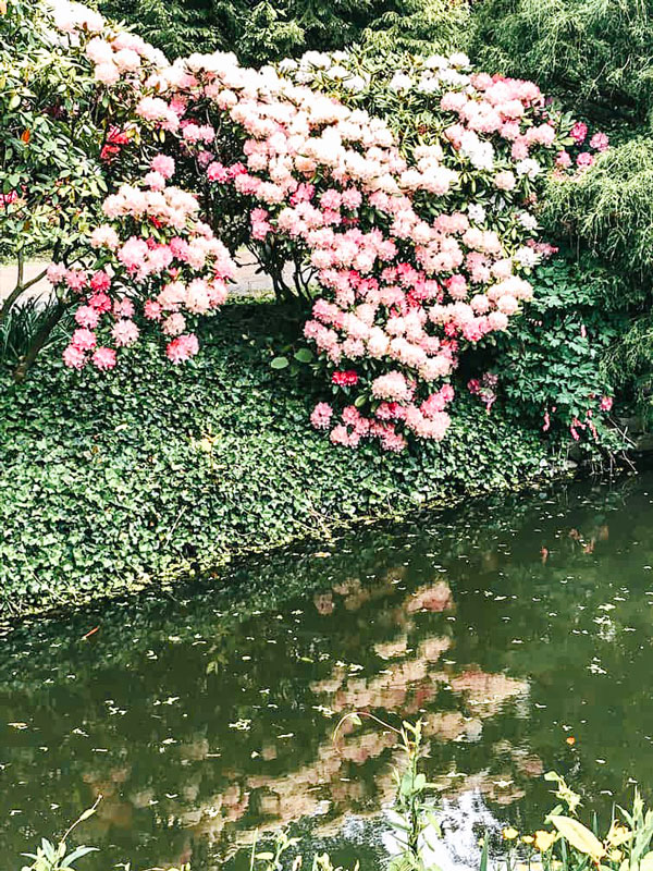 Reflection of pink flowers