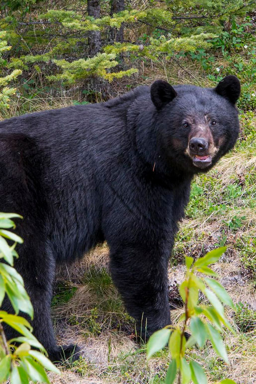 Wildlife in Jasper National Park