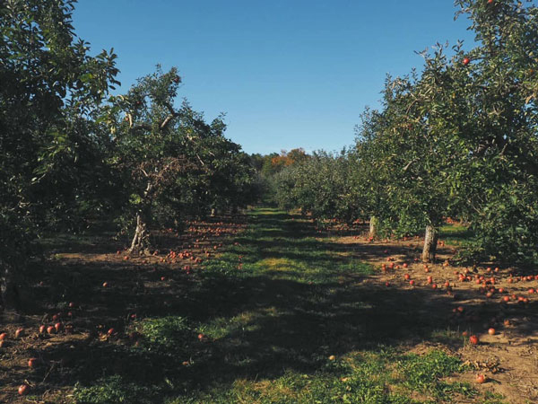 Apple trees in Nova Scotia