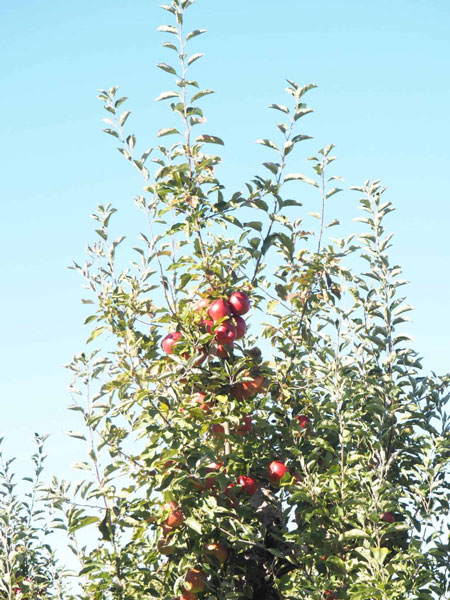 Apples on tree in Nova Scotia