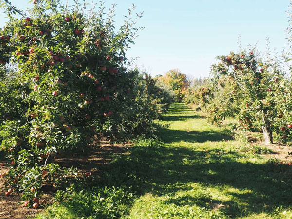 Apple trees in Nova Scotia