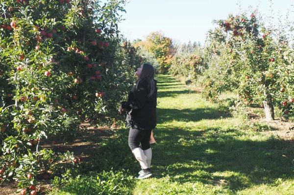 Girl picking apples in Nova Scotia