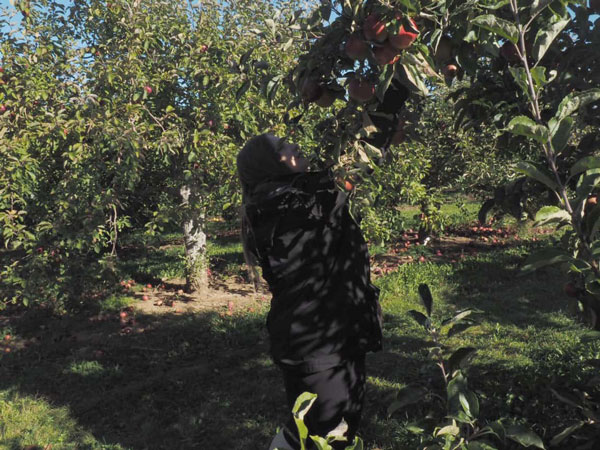 Girl picking apples in Nova Scotia