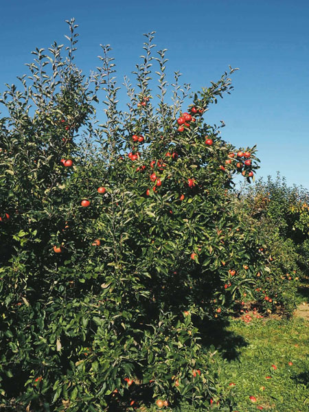 Apple trees in Nova Scotia