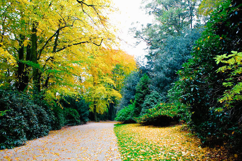 Trees in Hamburg