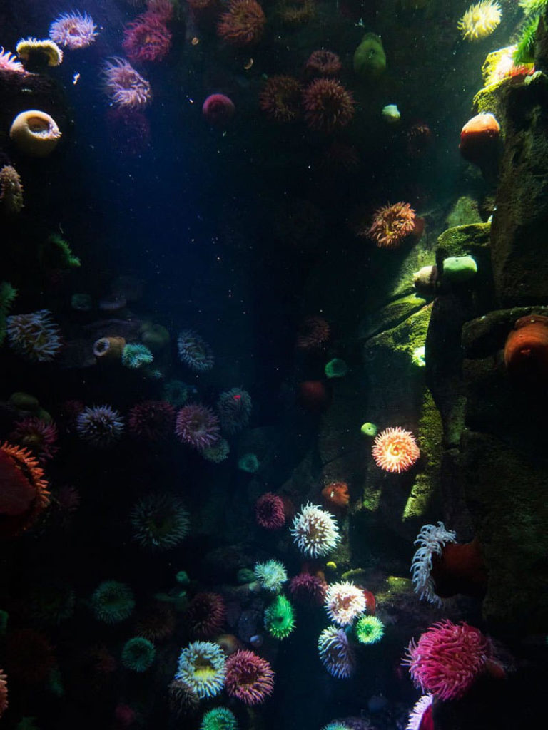 Sea creatures at Toronto's Ripley's Aquarium