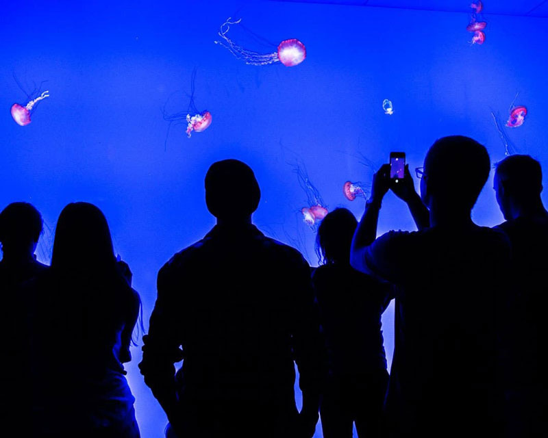 People looking at jelly fish at Ripley's Aquarium Toronto