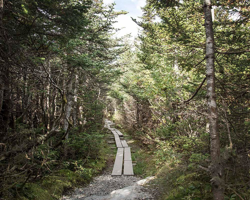 Path through the forest