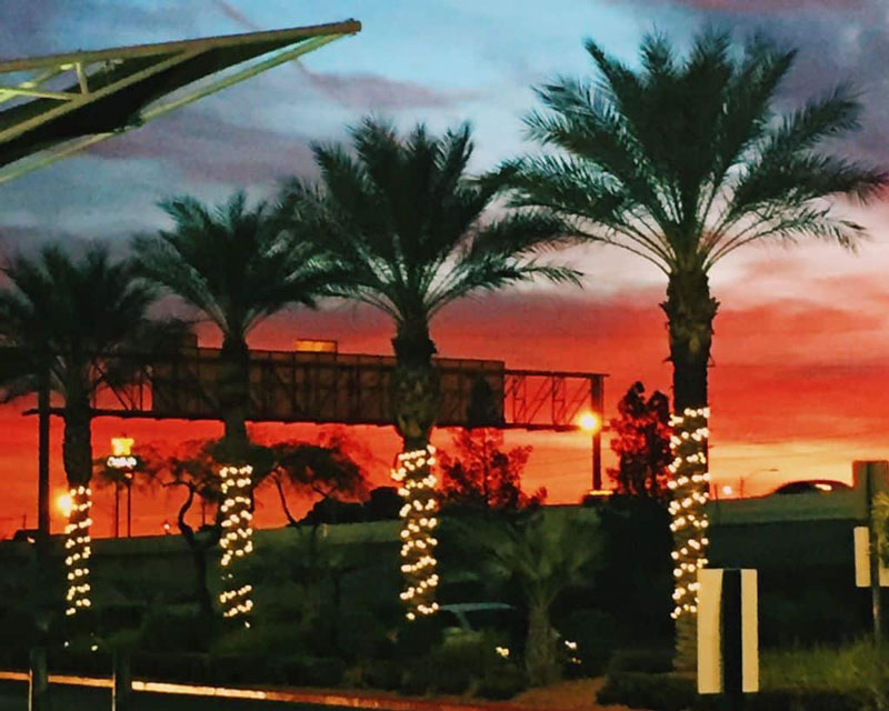 Palm trees decorated for Christmas in Las Vegas