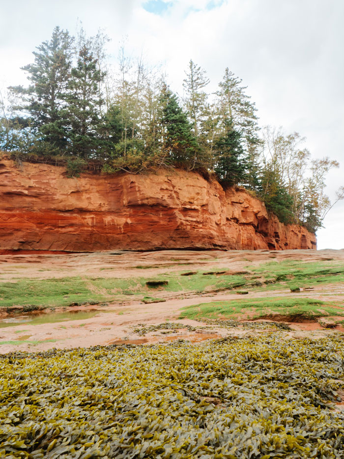 The Bay of Fundy red rocks and seaweed