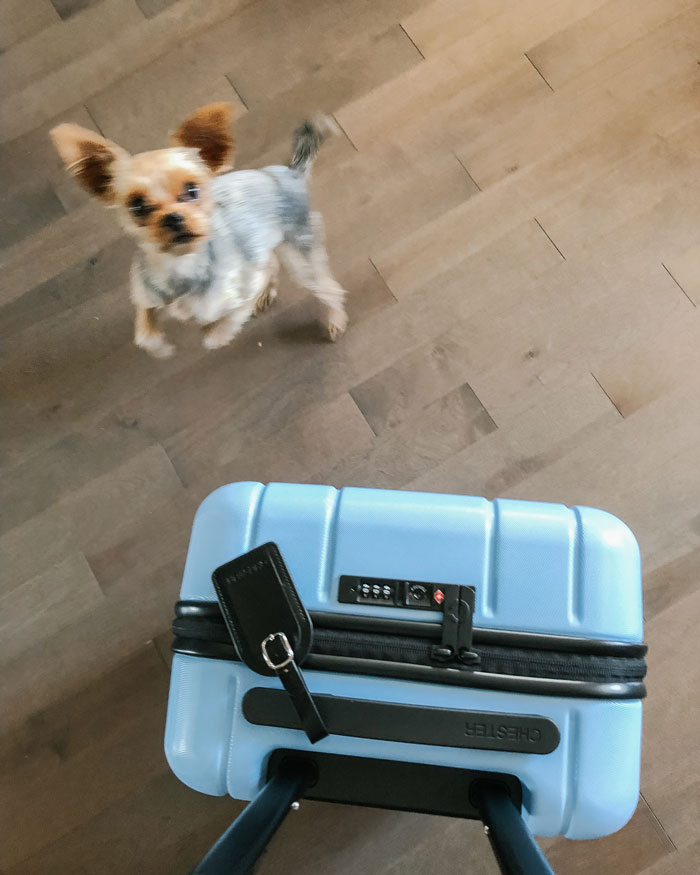 Dog with blue suitcase against brown wood background