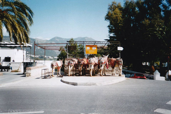 Donkeys near Malaga Spain