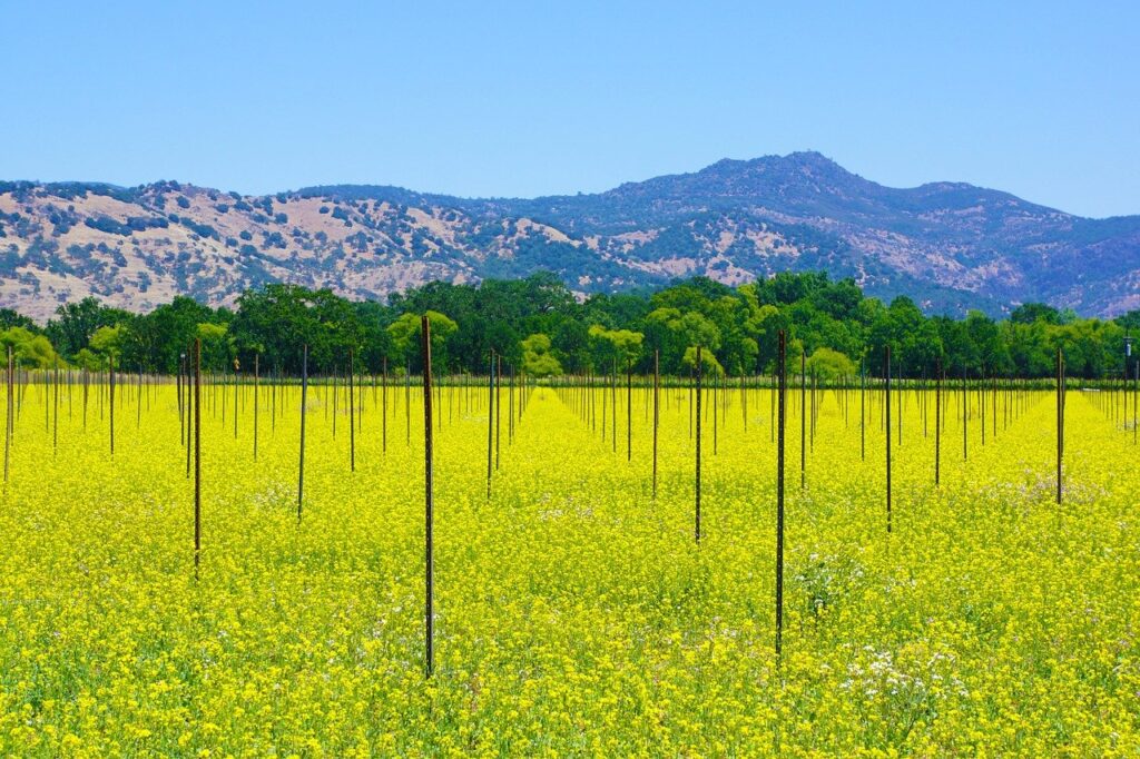 Mountains and valley in Napa Valley California