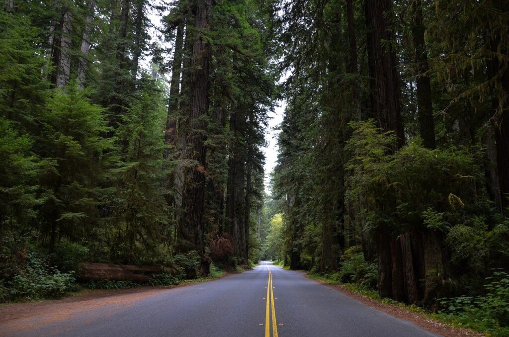 Redwood National Park California San Francisco to Seattle Road Trip