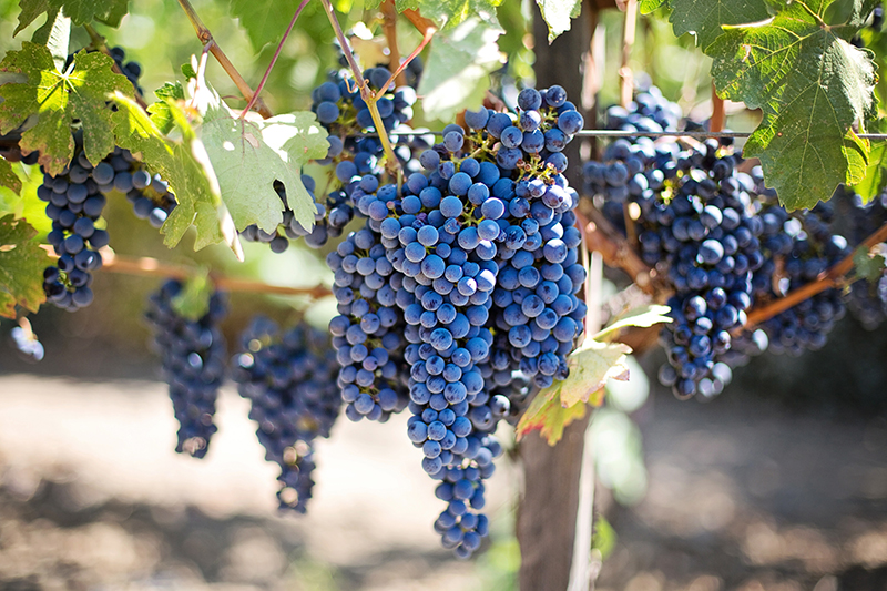 Grapes at a vineyard in Napa Valley things to do in California