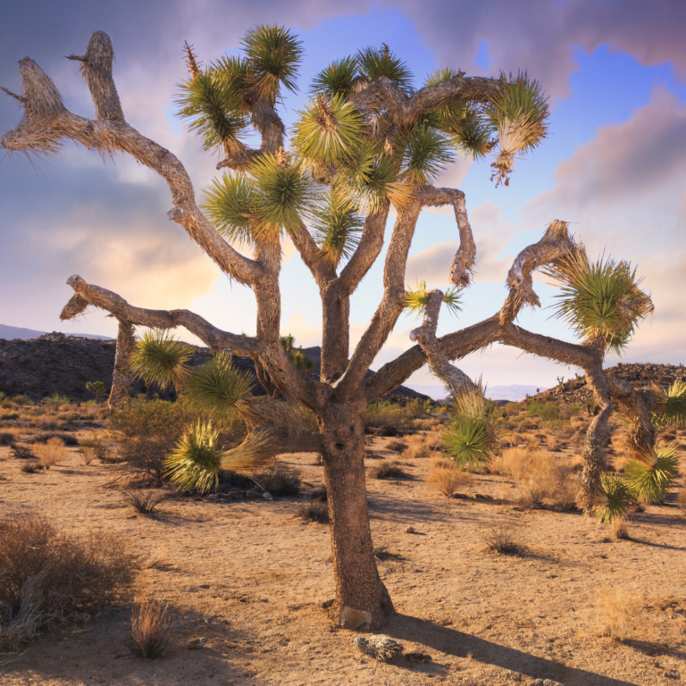 Joshua Tree Day Trip: 9 Places to See and Visit